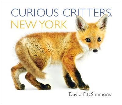 Curious Critters New York