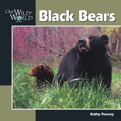 Black Bears