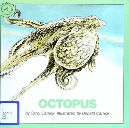 Octopus