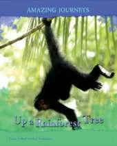 Up a Rainforest Tree