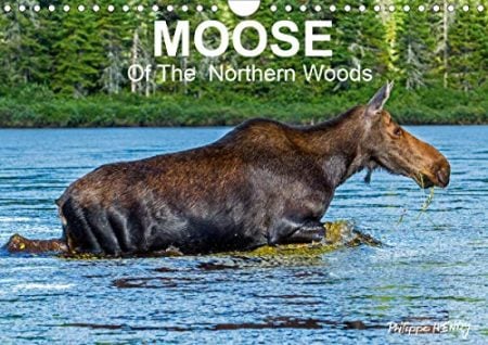 MOOSE Of The Northern Woods 2020: Let's follow the moose of Quebec northern woods. Philippe Henry presents 13 photos of this silent giant.