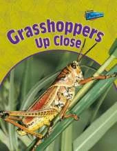 Grasshoppers Up Close