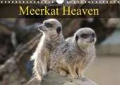 Meerkat Heaven 2017: Meerkats Basking in the Morning Sunshine