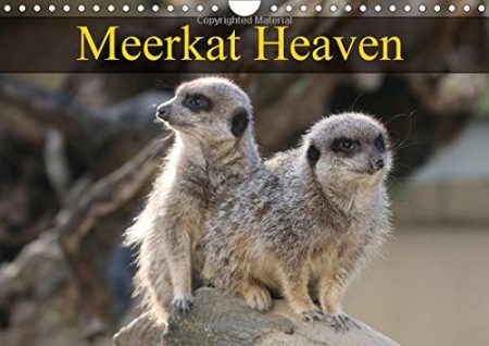 Meerkat Heaven 2017: Meerkats Basking in the Morning Sunshine