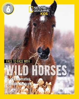 Face to Face with Wild Horses: Level 6