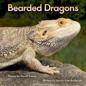 Bearded Dragons