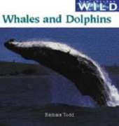 Whales and Dolphins