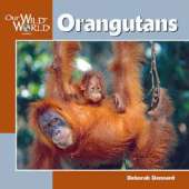 Orangutans