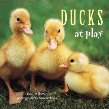 Ducks at Play