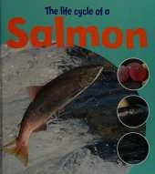 Learning About Life Cycles: The Life Of A Salmon