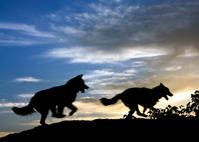 Wolf at the Door