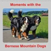 Moments with the Bernese Mountain Dogs 2019: Nice pictures of the Bernese ...