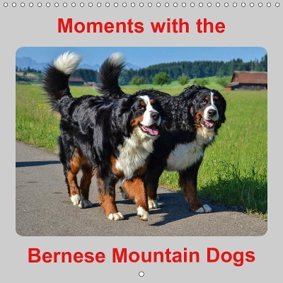 Moments with the Bernese Mountain Dogs 2019: Nice pictures of the Bernese ...