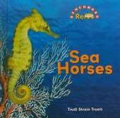 Sea Horses
