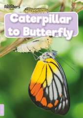 Caterpillar to Butterfly