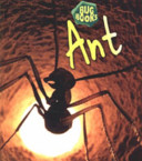 Ant