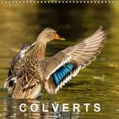 Colverts 2017: 13 Portraits Colores De Canards Colverts.