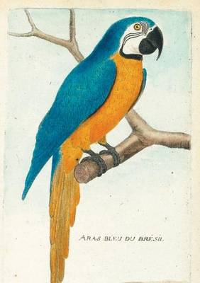 Carnet Blanc, Ara Bleu, Dessin 18e Siecle