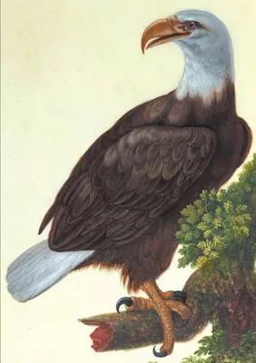 Carnet Ligne, Vautour