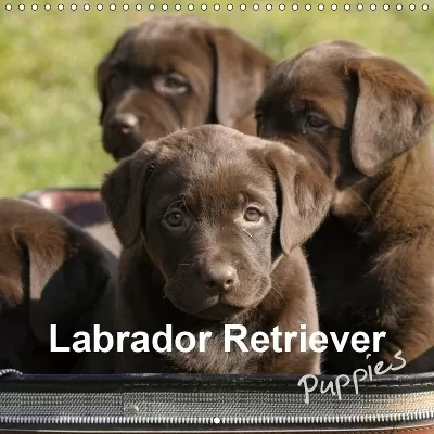 Labrador Retriever Puppies 2019: Yellow and brown labrador retriever puppies