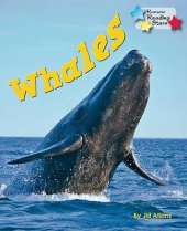 Whales (Pack 6)