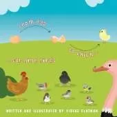 From egg to chick...for nine birds