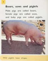 PM Non Fiction Animal Facts Level 20&21 Farm Animals Mixed Pack X6 Purple