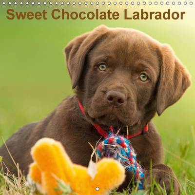 Sweet Chocolate Labrador 2017: Chocolate Labrador Puppy 9 Weeks Old