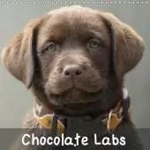 Chocolate Labs 2019: Sweet chocolate Labrador Retriever