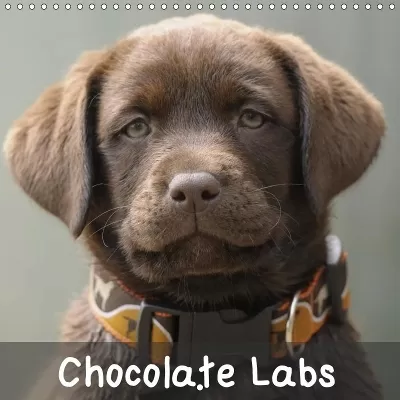 Chocolate Labs 2019: Sweet chocolate Labrador Retriever
