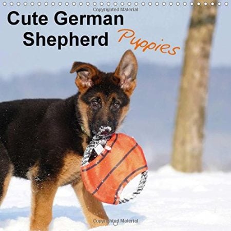 Cute German Shepherd Puppies 2017: Who Can Resist Their Magic