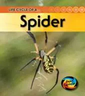Life Cycle of a Spider