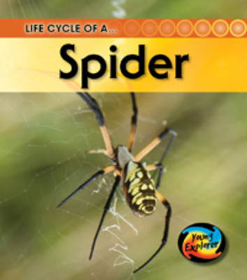 Life Cycle of a Spider