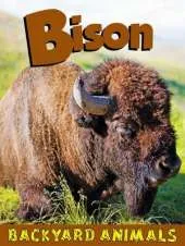Bison