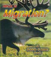 What is Migration